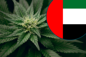 weed in dubai tourist