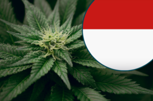 weed in bali tourist