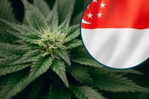 weed in singapore tourist guide