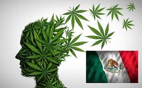Weed in Mexico Tourist