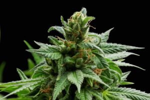 cat pis haze, cat piss weed strain