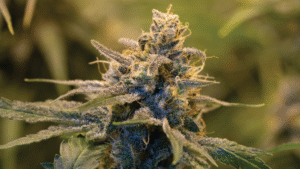 Animal face strain, animal face