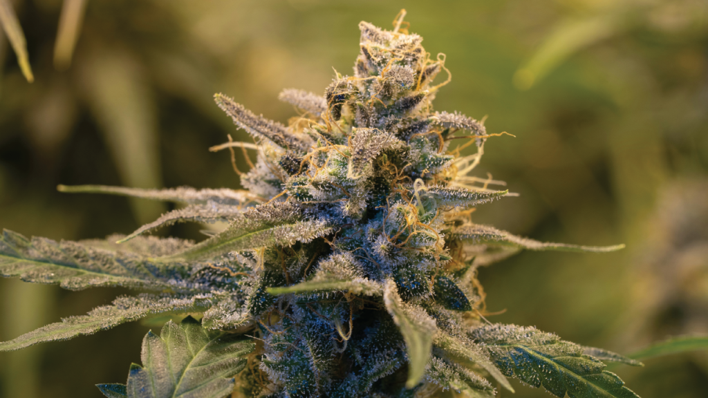 Animal face strain, animal face