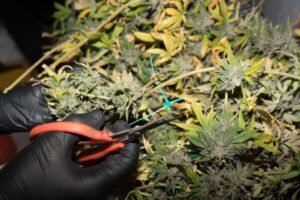 lemon haze strain, super lemon haze