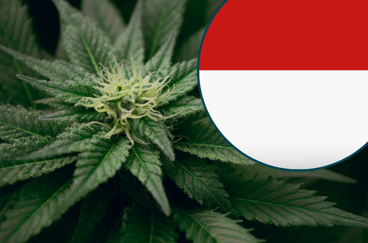 weed in bali tourist